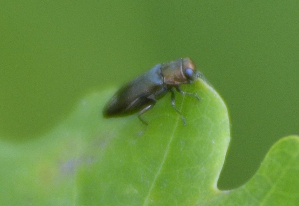 Agrilus?